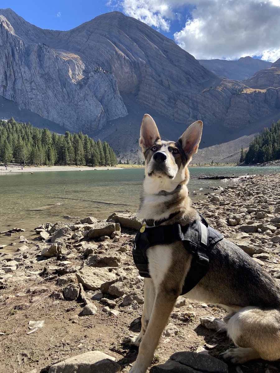 Sabaulo's tweet photo. Tengo el perro más guapo del mundo?? https://t.co/J8KNjqheyB
