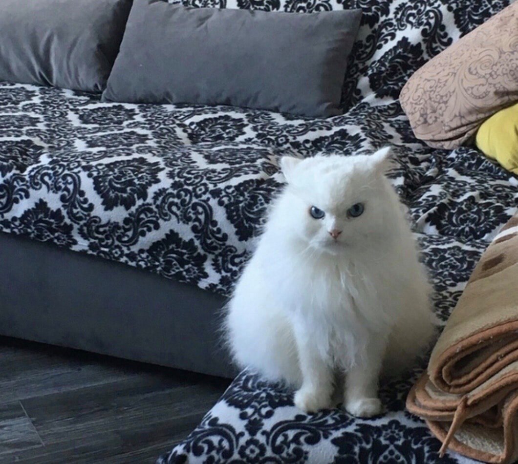 BichinhosFB's tweet image. Me chama de fofinho de novo pra você ver

Eu sou felóis