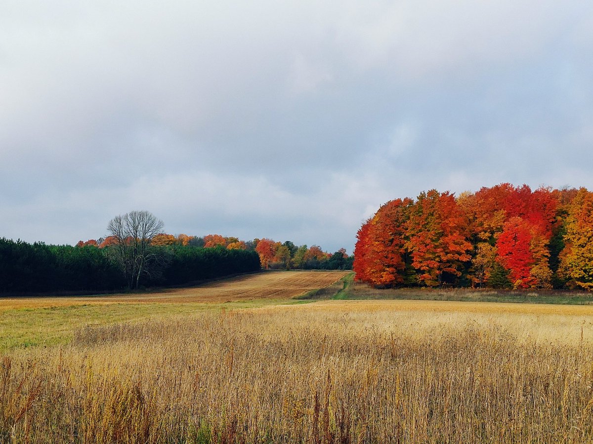 flakushis's tweet photo. #FallColorReport from @GaylordMichigan. 🍁 #fallvibes
@PureMichigan https://t.co/KJuVaOnd1d