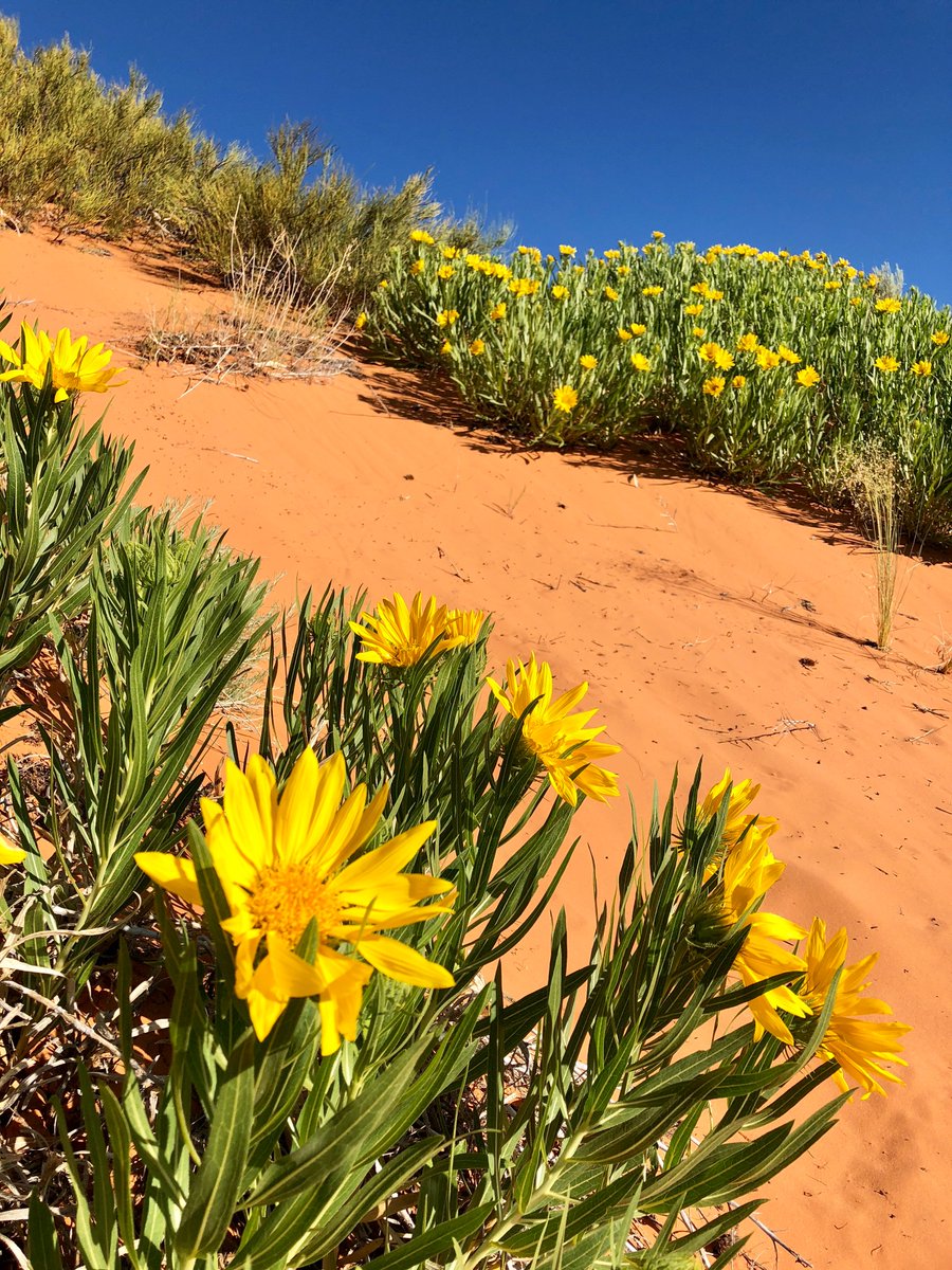 #Wildflowers & #cactusflowers are my favorite #blooms🌺 Here are a few for this week's #Top4Theme #Top4Blooms 
THX hosts @fionamusiclakes @gfreetraveler @4passports @LiveaMemory 

- Bartlett Lake Arizona
- Waterton Lakes NP Alberta
- #PrescottAZ 
- Coral Pink Sand Dunes SP Utah