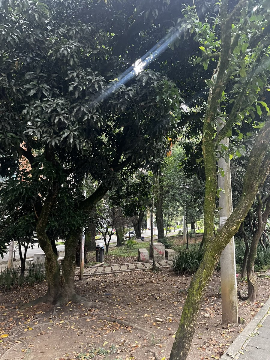 jcsanchez14's tweet photo. #EstampasMedellín #árboles #17Oct2022. @Areametropol @AlcaldiadeMed @Teleantioquia @elcolombiano https://t.co/ZQ72dup0Ri