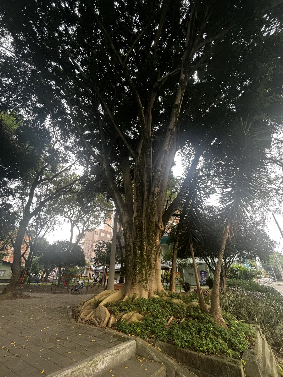 jcsanchez14's tweet photo. #EstampasMedellín #árboles #17Oct2022. @Areametropol @AlcaldiadeMed @Teleantioquia @elcolombiano https://t.co/ZQ72dup0Ri