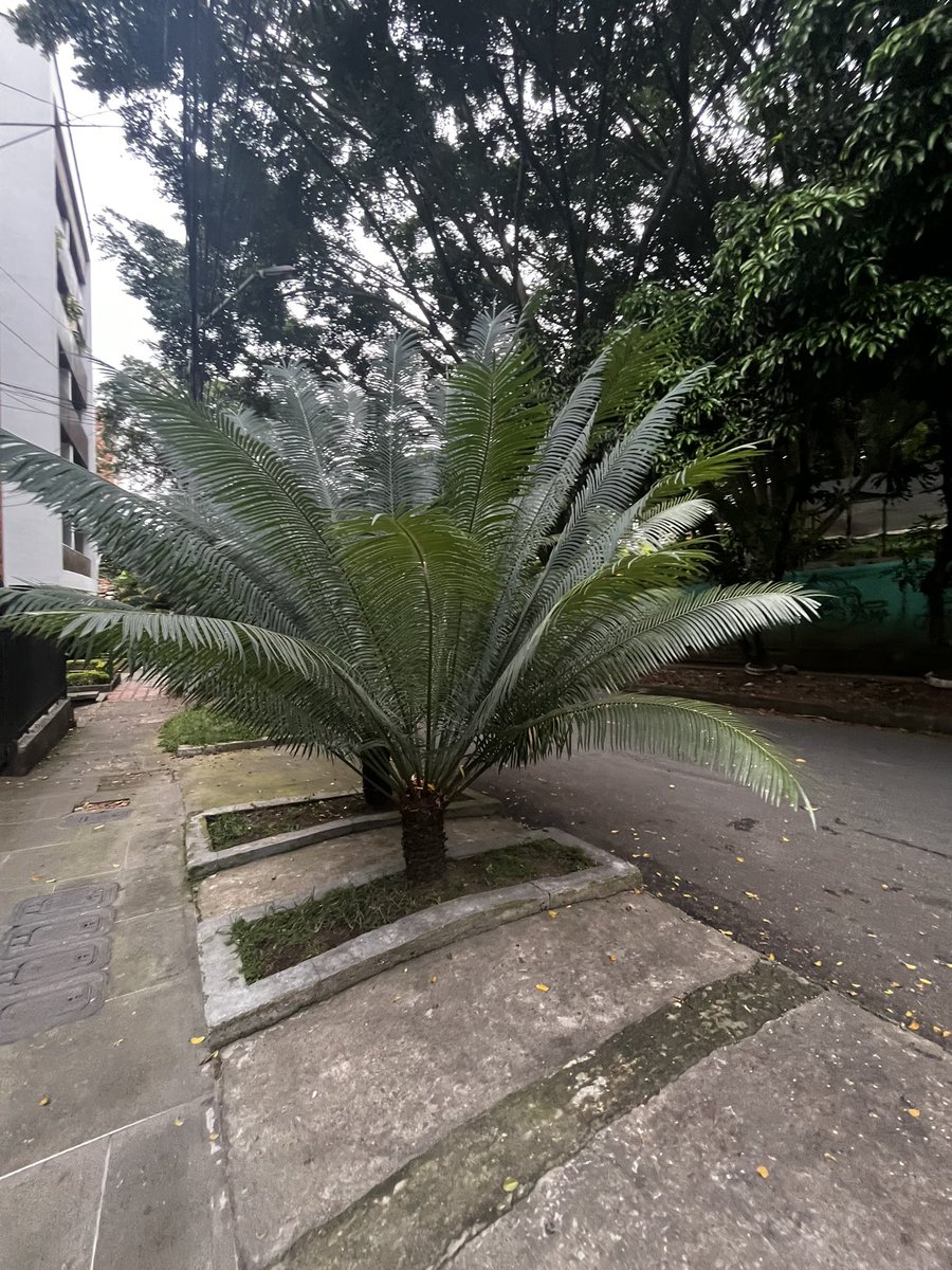 jcsanchez14's tweet photo. #EstampasMedellín #árboles #17Oct2022. @Areametropol @AlcaldiadeMed @Teleantioquia @elcolombiano https://t.co/ZQ72dup0Ri