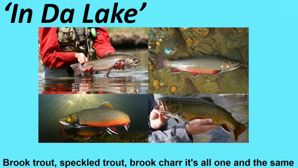 thefraserlab's tweet photo. #scicomm at its best! If u have 3min, check out grad student Badrouyk Chamlian rap/hip-hop his MSc project! Paying tribute to a @50cent classic, 'In da Lake' charts how he'll use genomics in #fisheries science as part of @IKGenFisheries. #rapyourabstract
https://t.co/VliVZKQaKT https://t.co/NAJjsx1dqN