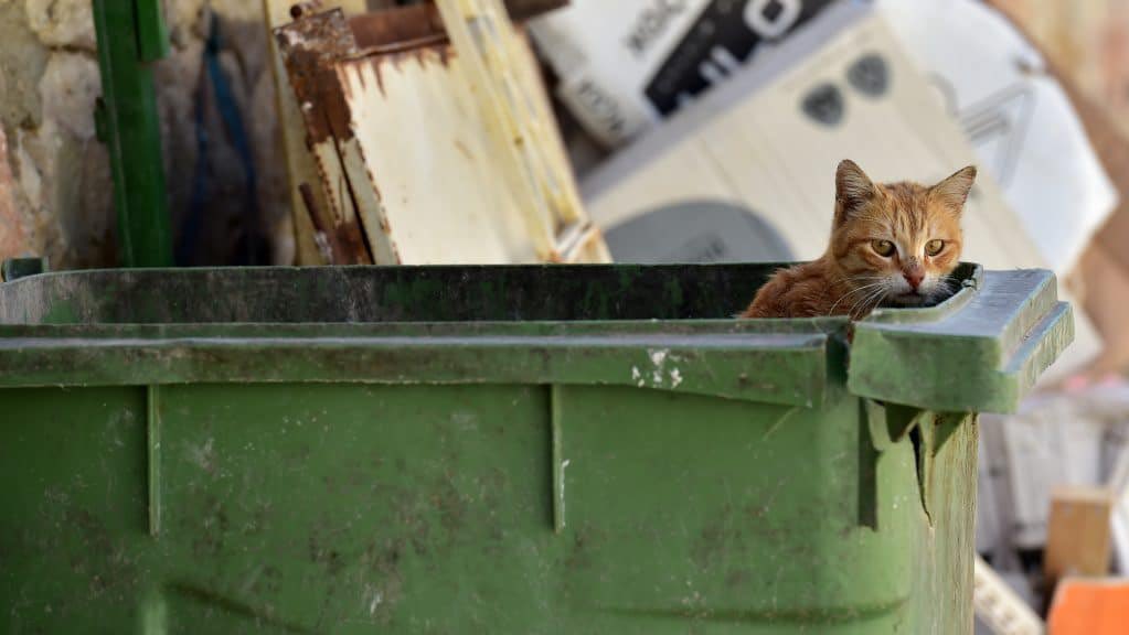 ICYMI: yesterday was both #GlobalCatDay and #FeralCatDay. But we want to give thanks everyday to everyone who takes action to make the world a more humane place for cats who are homeless through fault of their own.  We are particularly grateful to our caretakers in Baltimore… 1/