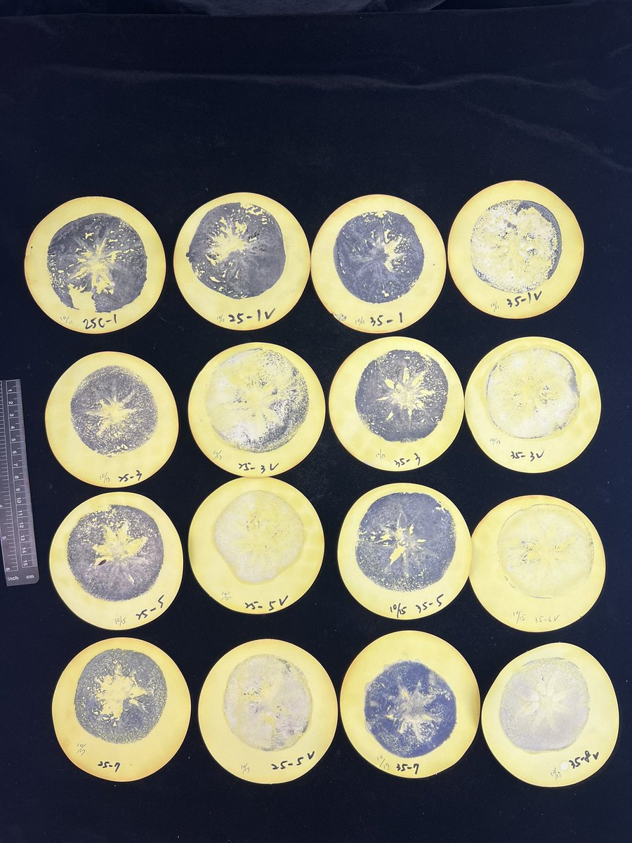 ChangLanyen's tweet photo. Tannin prints for persimmon vacuum package at 25 or 35C interesting different🎶 https://t.co/27U4v7ivKZ