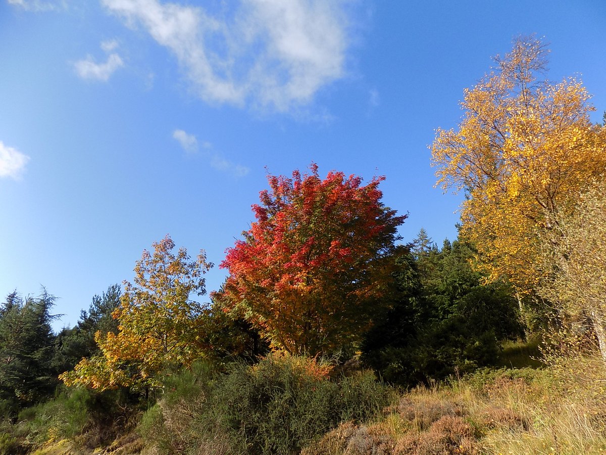 GuidesIsle's tweet photo. After a fabulous season guiding with Thistle Excursions, it's time to turn my attention to developing my own tours so that I can offer a year round service.  Scotland isn't just for the summer.  Autumn in the Highlands is a kaleidoscope of colour &amp; sound. https://t.co/N5lFCbGLej