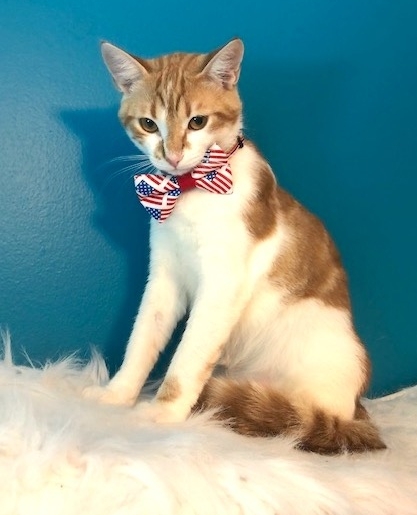 CityDogsRescue's tweet photo. Who looks better in a bowtie than #adoptable Rabbit!?
This playful young cat will steal your heart with his sweet brown eyes. Does this ginger boy sound purrfect for you? Apply to #adoptRabbit today. https://t.co/VVROSCSrrA https://t.co/8Ixbk2JPKR