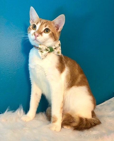 CityDogsRescue's tweet photo. Who looks better in a bowtie than #adoptable Rabbit!?
This playful young cat will steal your heart with his sweet brown eyes. Does this ginger boy sound purrfect for you? Apply to #adoptRabbit today. https://t.co/VVROSCSrrA https://t.co/8Ixbk2JPKR