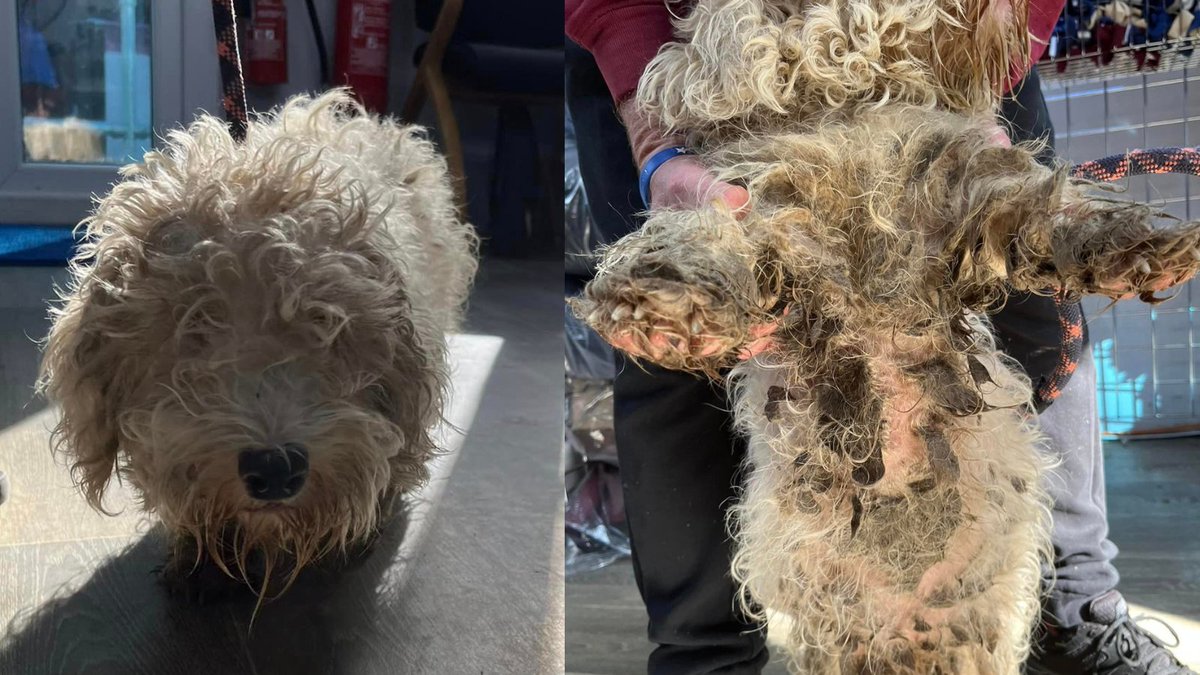 Appeal for information. Female Bichon, approx 2 yrs old was found straying in Pontycymer yesterday. She is heavily matted with faeces impacted into her coat. If you have any information as to how she has ended up in this condition please call us in confidence on 01443 226659.