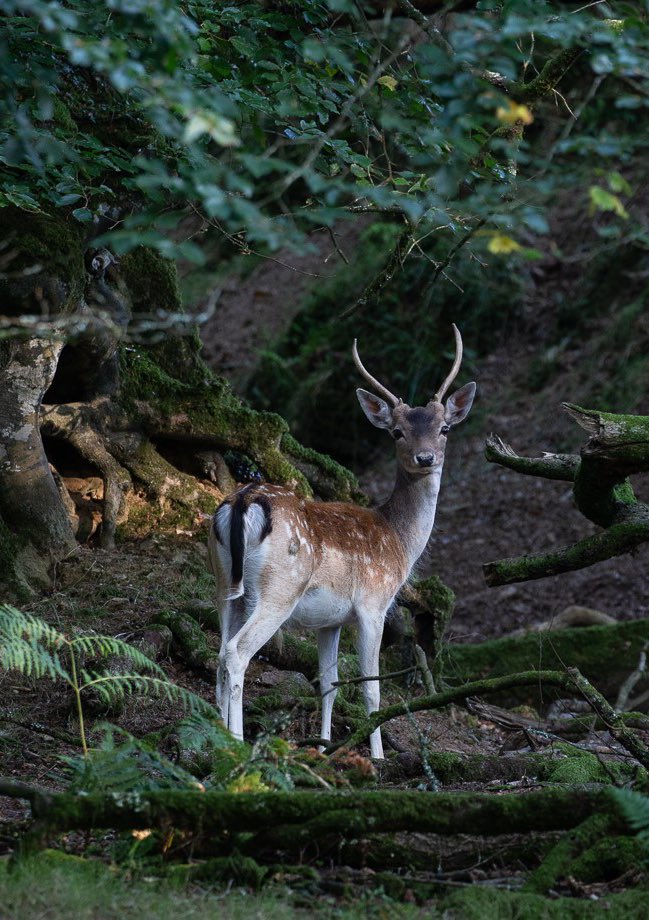 Boconnoc (@boconnocestate) on Twitter photo There are still a few tickets left to join us for a Deer Safari this Saturday 22nd October. Watch these beautiful creatures in deer rutting season as they mark their territory. 🦌
boconnoc.com/event/deer-saf…
#wildlifeuk #Cornwall #boconnoc #countryside #deerpark #deer There are still a few tickets left to join us for a Deer Safari this Saturday 22nd October. Watch these beautiful creatures in deer rutting season as they mark their territory. 🦌
boconnoc.com/event/deer-saf…
#wildlifeuk #Cornwall #boconnoc #countryside #deerpark #deer