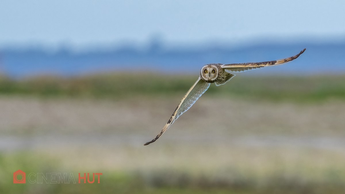 HutHans's tweet photo. Wat mij betreft is de velduil een van de meest tot de verbeelding sprekende vogels. Zijn grote ogen doen ook veel goeds denk ik. De grondbroeders staan op mijn lievelings lijstje. Dan moet je denken aan de Leeuwerik, Kiekendief, Patrijs Grutto enz enz. Daar is nou juist te druk. https://t.co/rudpTzOjbl