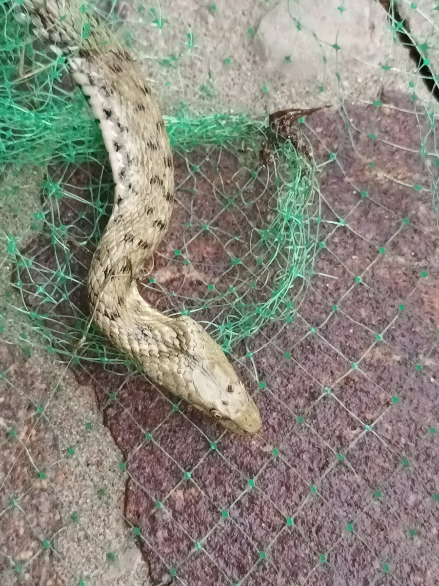 Salve <a href="/Nicola_Bressi/">Nicola Bressi</a> approfitto di gentilezza e competenza:questa che si era incastrata in una rete da orto... è una vipera? Al tempo avevo pensato di no. Zona collinare nord UD. Grazie