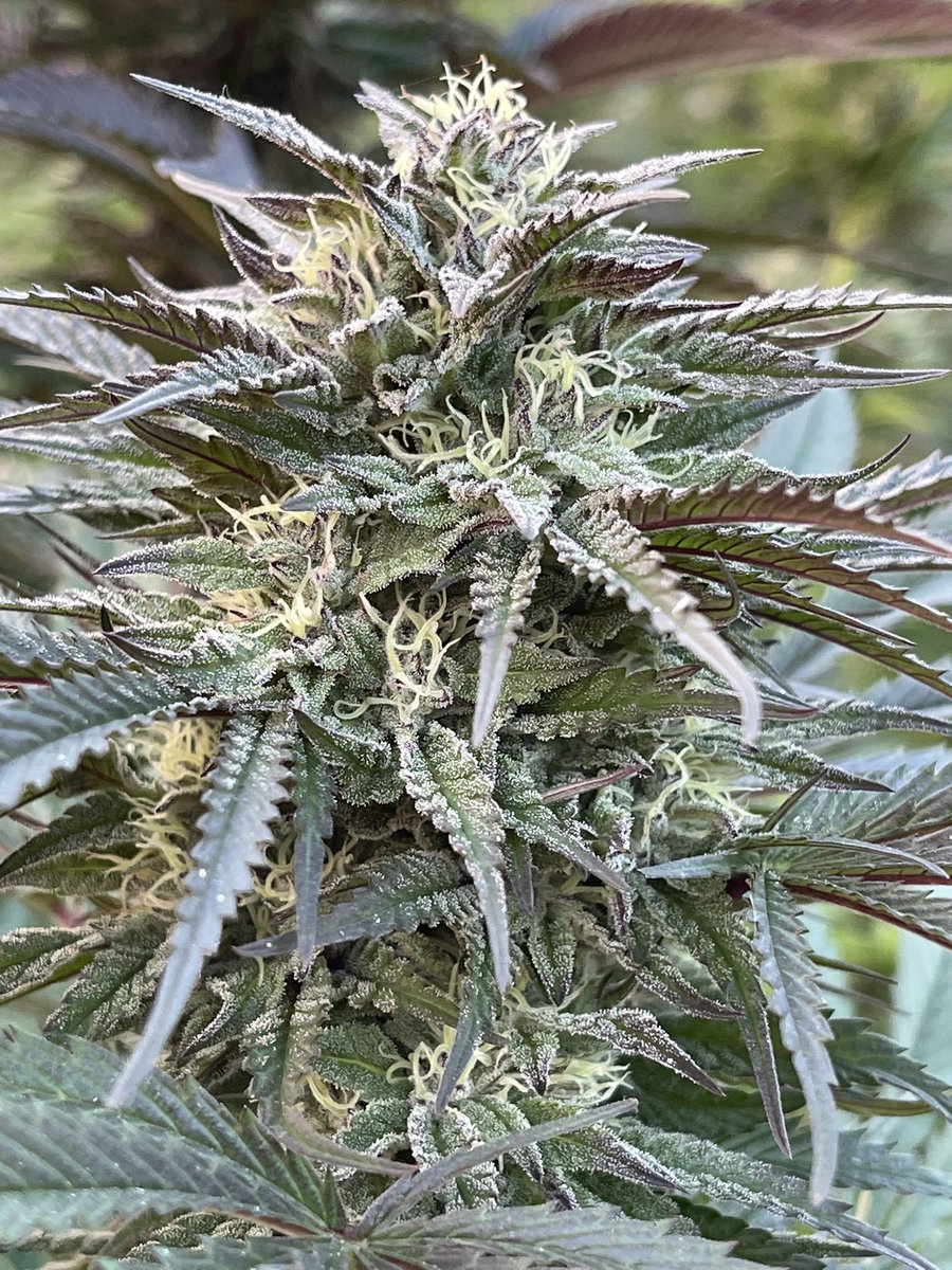 Password (Gasorene X FOMO) grown outside in Washington State 

#GreenhandGenetics #Mmemberville #Weed #Cannabis #Growyourown #WeedMob #WeedSmokers