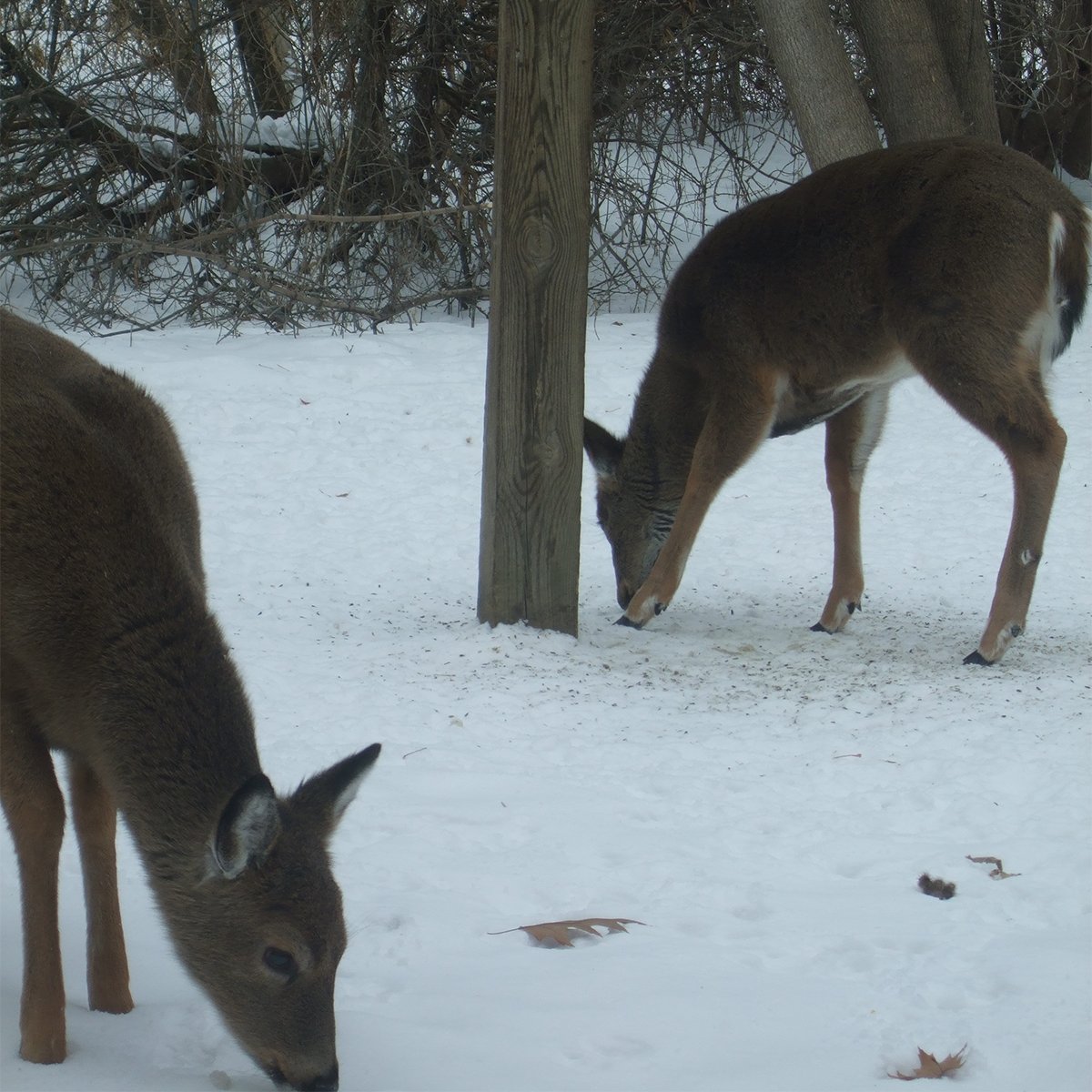 Maplewood Parks & Natural Resources tweet media