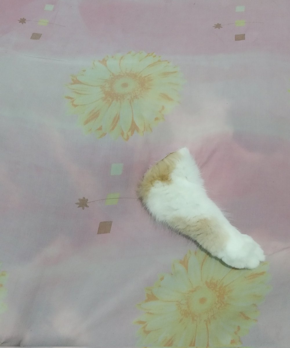 kochengfs's tweet photo. 🐈‍⬛ Ku kira dia ngumpet kemana, gk tau nya di bawah sprei. Mana nyisain tangan aja 😭 https://t.co/yHtzuMuy6c