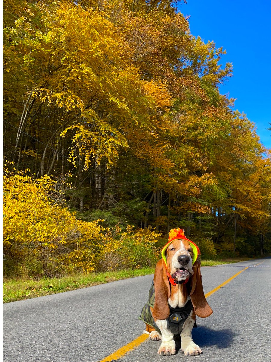 BentleyWaffles's tweet photo. Leaf peeping Popeye Face😉🍁🧇 https://t.co/cTudKAxzby