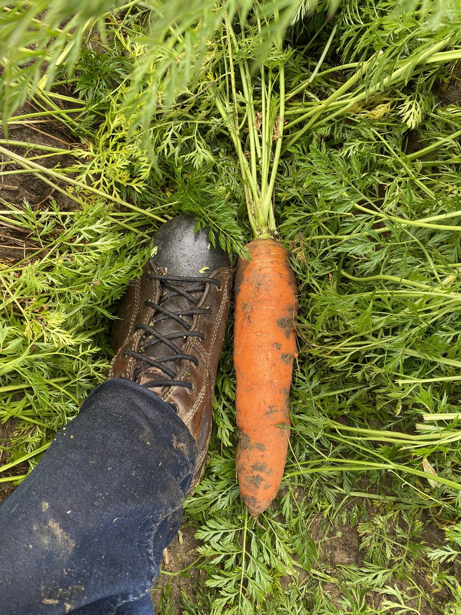 BryanSten3's tweet photo. Dodging rain drops to get a look at these carrots ahead of harvest. @NutriAg and #nutrianalytics helping push this crop to its maximum. Tops are still very healthy and yields should put a smile on some faces https://t.co/ldgoqGxH31