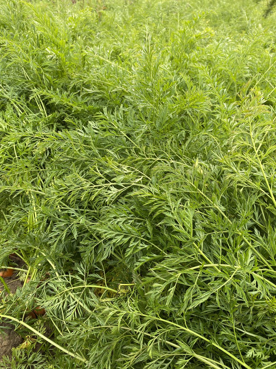 BryanSten3's tweet photo. Dodging rain drops to get a look at these carrots ahead of harvest. @NutriAg and #nutrianalytics helping push this crop to its maximum. Tops are still very healthy and yields should put a smile on some faces https://t.co/ldgoqGxH31