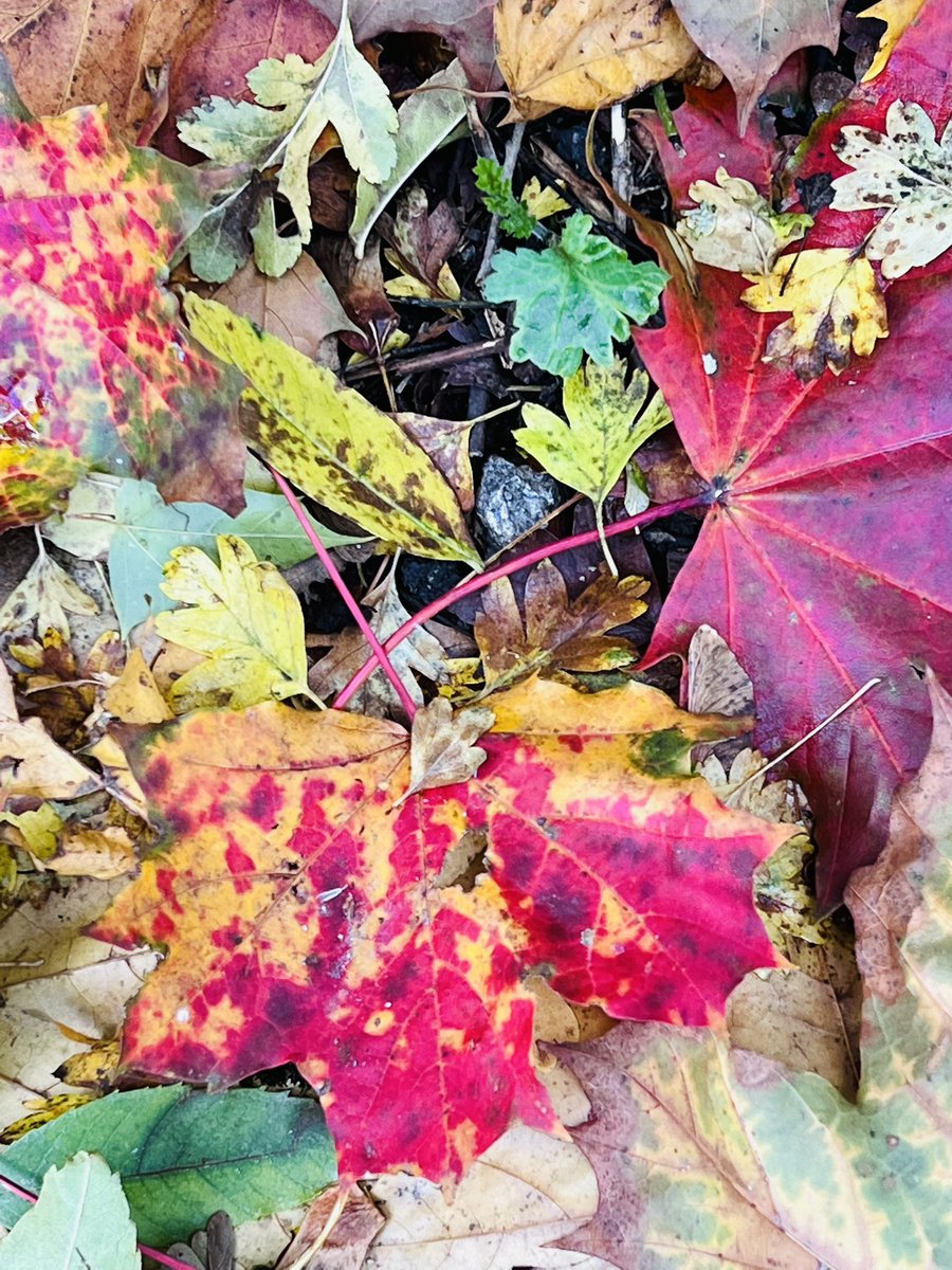 On Saturday we planted out Tansy from <a href="/YorkGreenfields/">Greenfields Garden</a> and @YSJSustain along the #riverfoss 
Beautiful day, beautiful fungi and beautiful autumn colours.