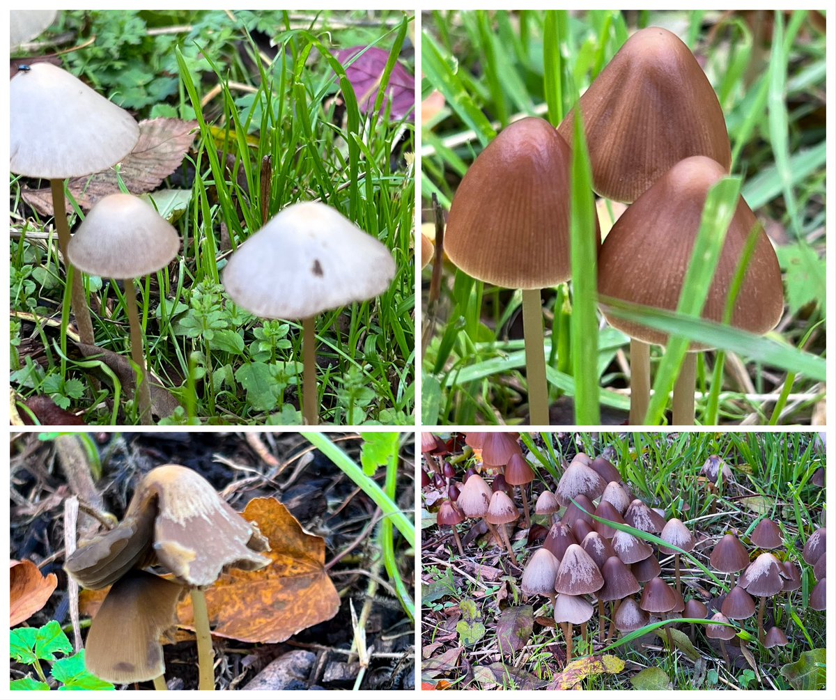 Community Action for Nature tweet media