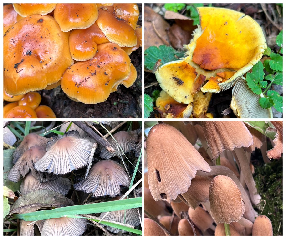 Community Action for Nature tweet media