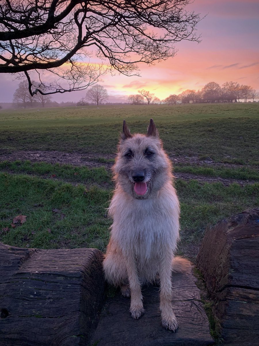 This is Louis the Laekenoios at Chatsworth Park. He's our September winner for the Devonshire Dogs Calendar Competition. Louis likes walks and sunsets. Be more Louis. loom.ly/2TDnG7k