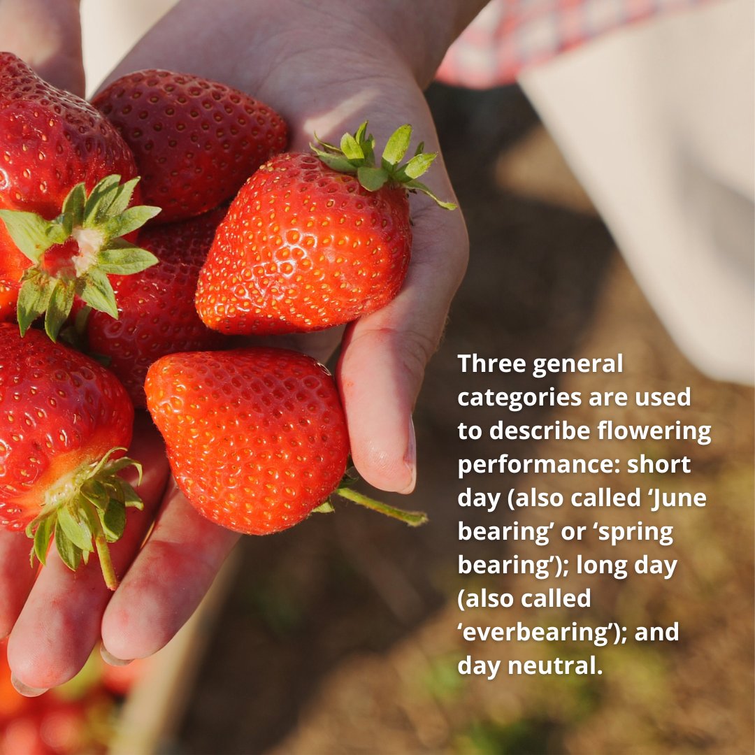 For more information about strawberries, click on the link below to visit the Aggie Horticulture "Production Guide for Texas-Grown Strawberries." 🍓

aggie-horticulture.tamu.edu/fruit-nut/file…