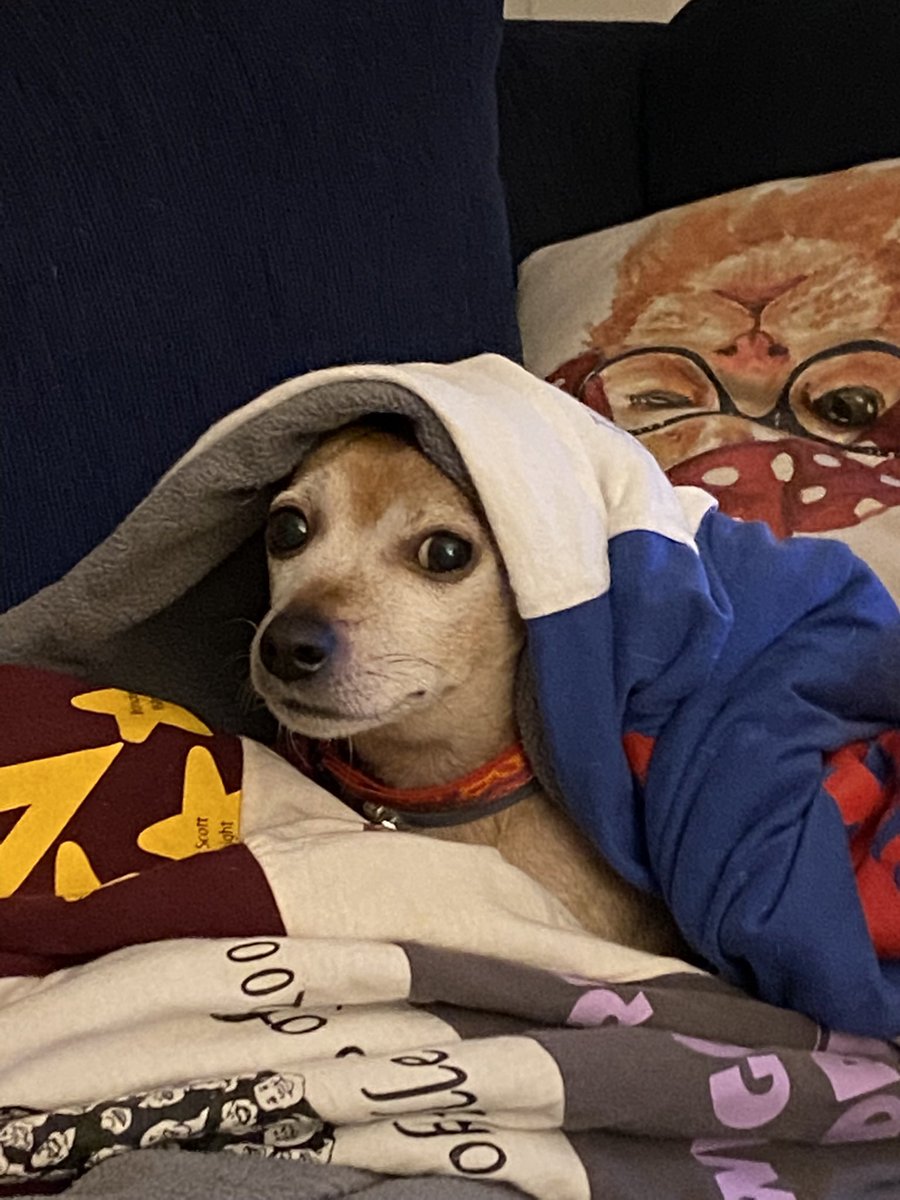 steelrfn10's tweet photo. @bunsenbernerbmd This is @BentleyChiweeni, he is an expert in “Blanket Warmth Analysis”, he HATES the cold and prefers to be snuggled and warm at ALL TIMES! https://t.co/HMd4B6My4D