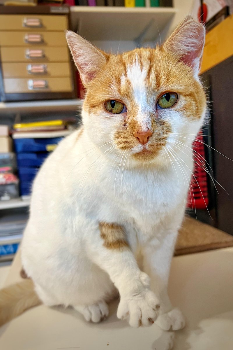 FelineCare's tweet photo. Adelida helped us while getting 8 cats ready for neutering, spaying and microchipping today. Also, 4 adorable kittens are being rehomed together tonight by one of our lovely members of staff.
Adelida thinks you should apply to adopt one of our cats:https://t.co/HtA5OWkOaW
#adopt https://t.co/QJIlKjR9tX