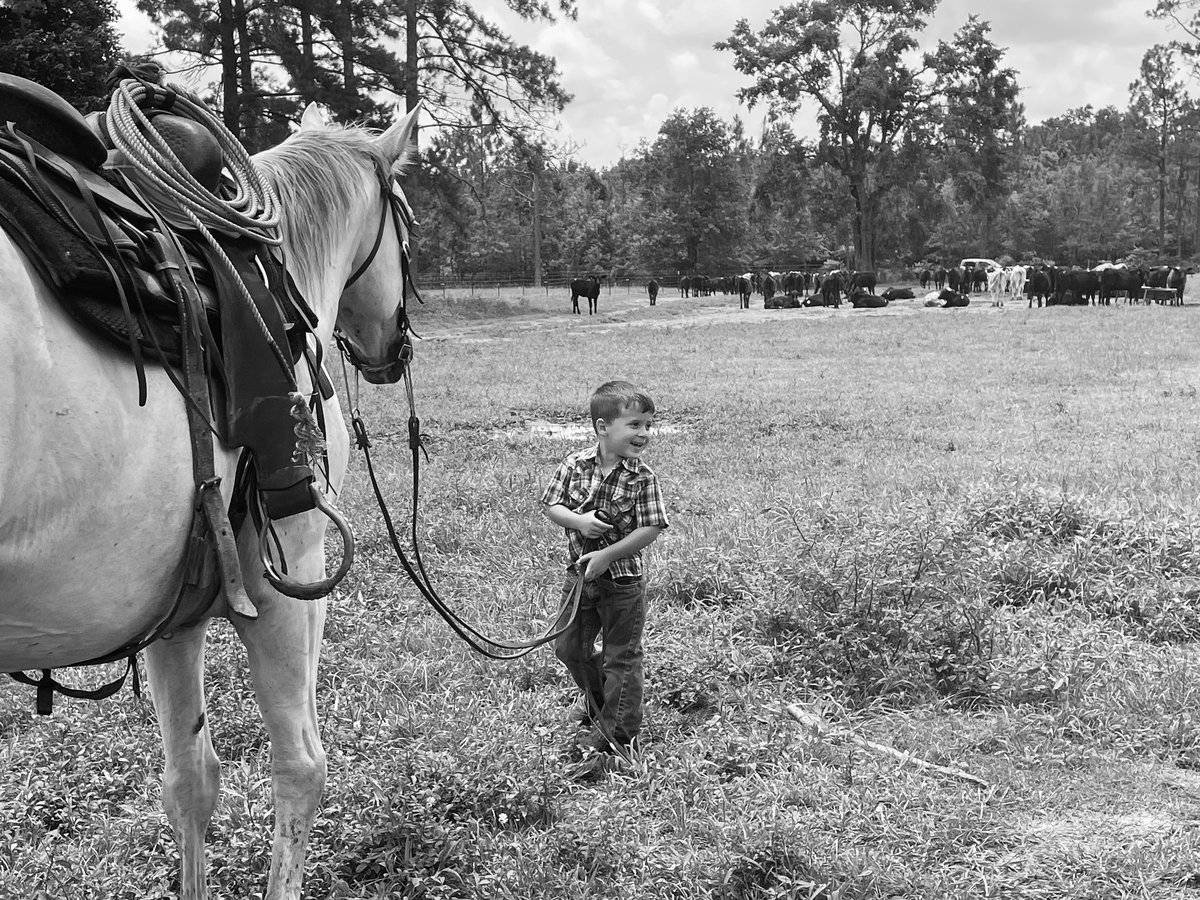CattleTales's tweet photo. You should've seen it in color. #BlackAndWhite #CowPhotography https://t.co/XrGt76bLeU