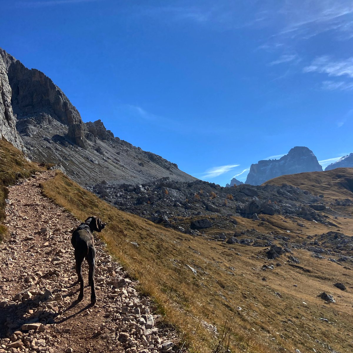 morellato13's tweet photo. #mondaymood #crodadalago #forcellaambrizzola #autunno #mila🤎💙🧡 @DolomitesUNESCO @veneto_ @cortinadolomiti @crodadalago https://t.co/qNLSTJfOjB