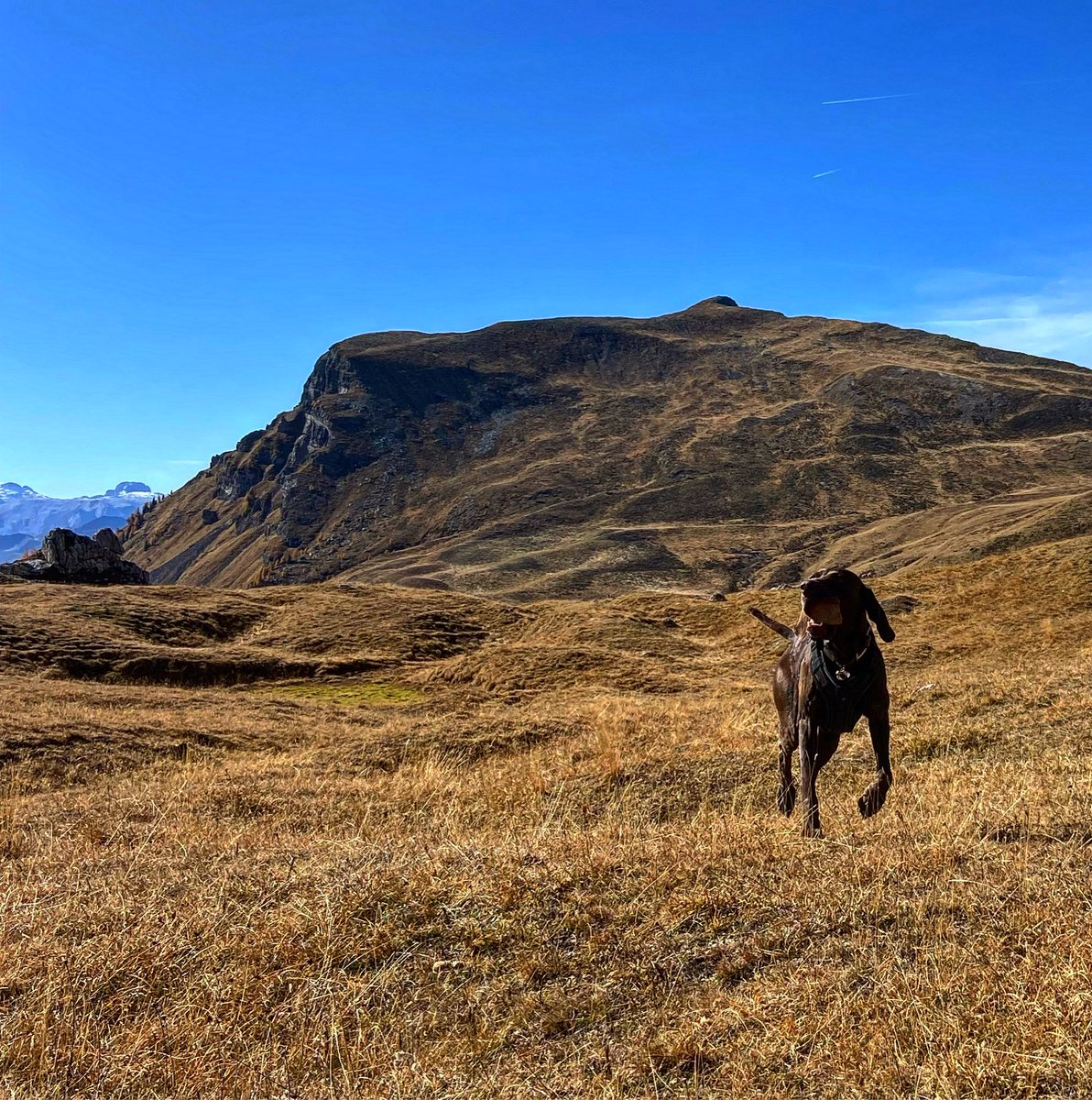 morellato13's tweet photo. #mondaymood #crodadalago #forcellaambrizzola #autunno #mila🤎💙🧡 @DolomitesUNESCO @veneto_ @cortinadolomiti @crodadalago https://t.co/qNLSTJfOjB