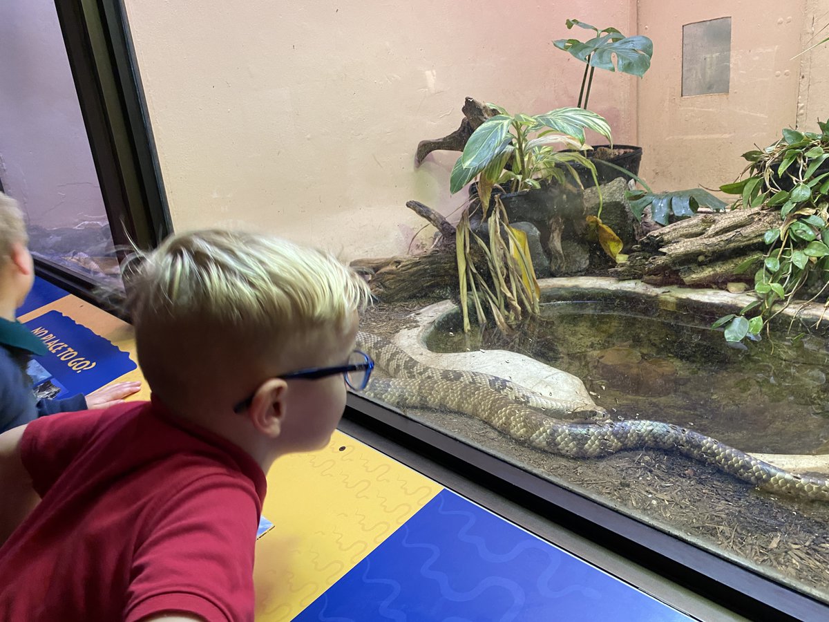 SSSAS_Science's tweet photo. Kindergarten zoologists are up close with animals at the National Zoo this morning! What beautiful fall weather, and what a sheer delight to meet Lucy the Gorilla, Xiao Qi Ji the panda cub, and Nikita the Amur tiger! https://t.co/x3psOIF9vJ