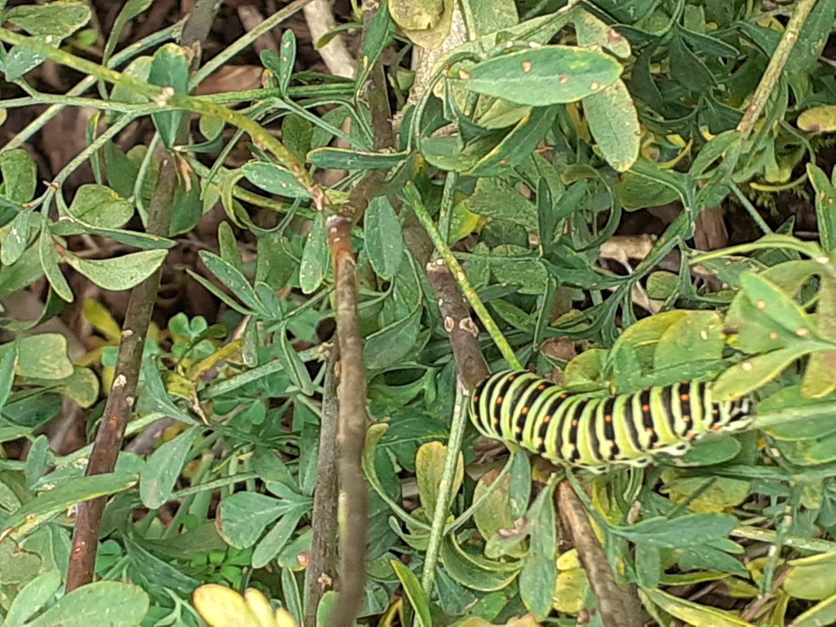 Quina il.lusió descobrir avui al jardí de papallones que vam fer a l'EDAR Sant Joan les Fonts una oruga de papallona reina, alimentant-se d'un dels seus plats preferits, la ruda, ja plantada pensant en elles. Sembla que els ha agradat!