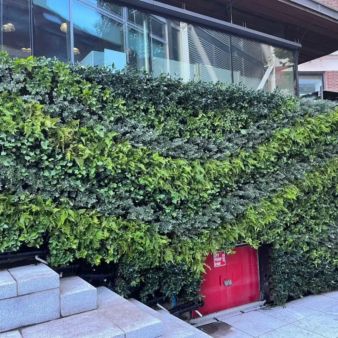 We were asked by a new client; , if we could replace this failed living green wall and as you can see the results look amazing. The LSE staff, pupils and general public have all praised the hard work carried out by Chris, Rob, Max and the maintenance teams #TeamAcre