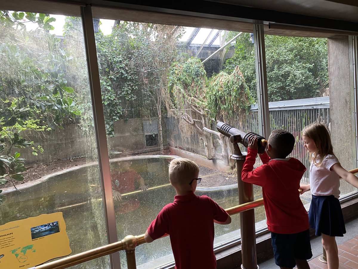 SSSAS_Science's tweet photo. Kindergarten zoologists are up close with animals at the National Zoo this morning! What beautiful fall weather, and what a sheer delight to meet Lucy the Gorilla, Xiao Qi Ji the panda cub, and Nikita the Amur tiger! https://t.co/x3psOIF9vJ