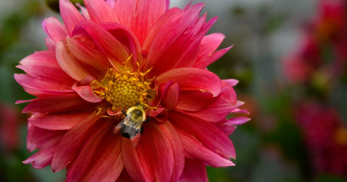 This Week at Phipps, you have the chance to do so many things! Learn how to bake herbal scones, refine your art skills with our drawing course, or join for our colorful carnival that is Blooms Under the Big Top! Learn more here: phipps.conservatory.org/blog/detail/th… Photo Paul g. Wiegman