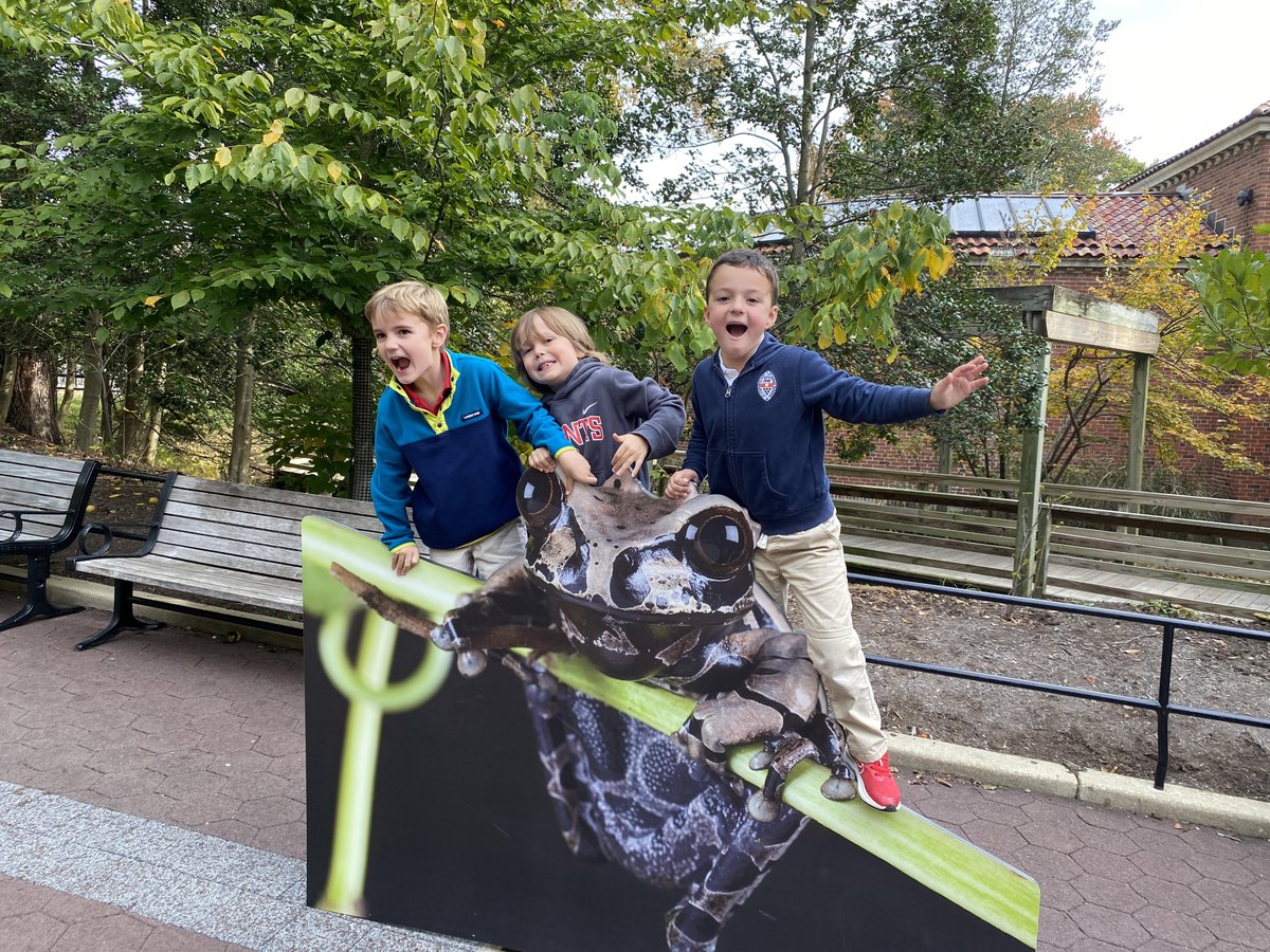 Kindergarten zoologists are up close with animals at the National Zoo this morning! What beautiful fall weather, and what a sheer delight to meet Lucy the Gorilla, Xiao Qi Ji the panda cub, and Nikita the Amur tiger!