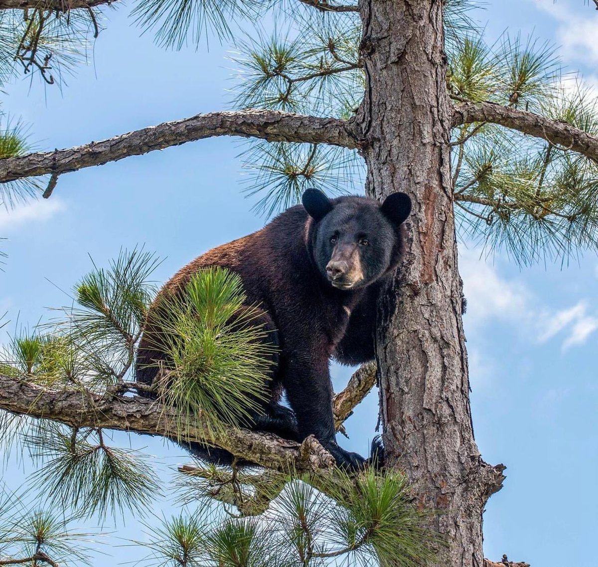 conservation_fl's tweet photo. #ConservationFlorida: "They need room to roam!"
#FloridaBlackBear: "YES! THANK YOU!"

📸 @seanmchughwildlife
📍 Big Cypress Indian Reservation
🔎 Florida Black Bear (Ursus amaricanus floridanus) https://t.co/F8D5GT1CMF