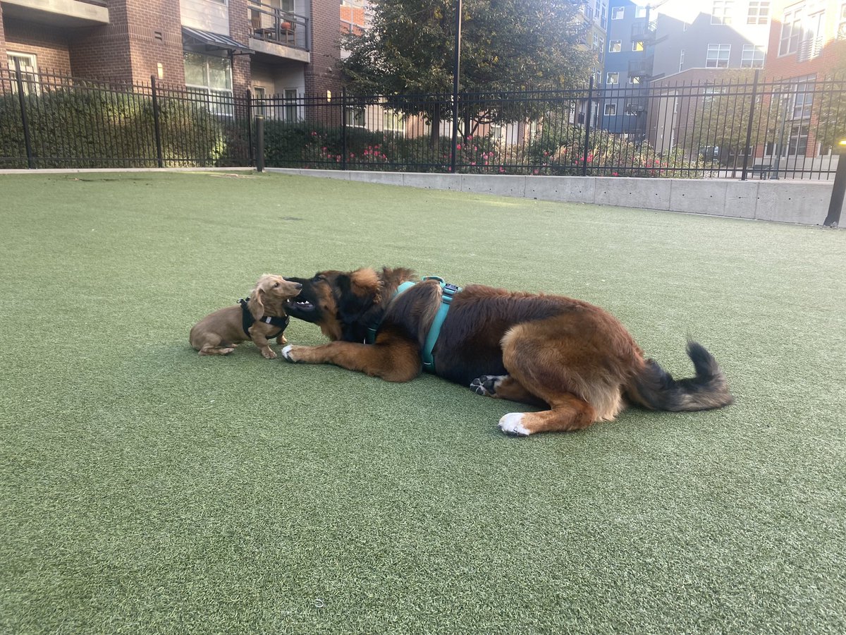 Doc_Marten_'s tweet photo. The boy is getting big! https://t.co/6kvxN1f39j