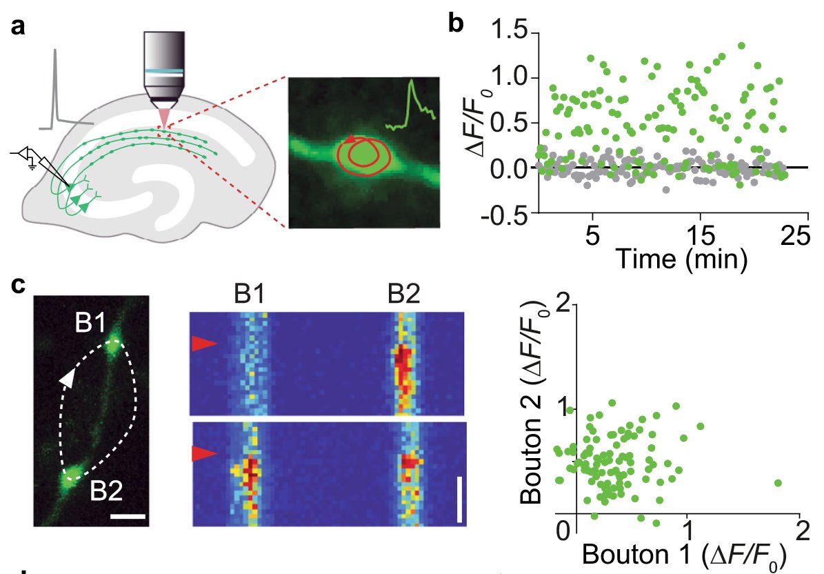 9 years ago, when I was a postdoc in @OertnerLab iGluSnFR was published. We ordered it immediately from <a href="/Addgene/">Addgene</a> for <a href="/CelineDurst/">Céline Dürst</a>'s PhD project where she investigated quantal synaptic events at single synapses. Almost a decade later, you can read about it doi.org/10.1038/s41467…