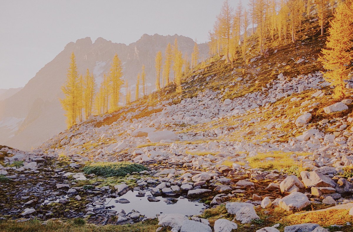 JoseePearlson's tweet photo. Fall colors on film 🎞️ https://t.co/T9EzeSyzjL