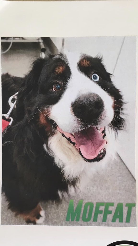 SpaceyBaptist's tweet photo. @bunsenbernerbmd Before Moffat passed, he was studying the autonomic reflex of smiling and the effects on dog lovers everywhere 💙 miss ya buddy https://t.co/xwAc6moOnS