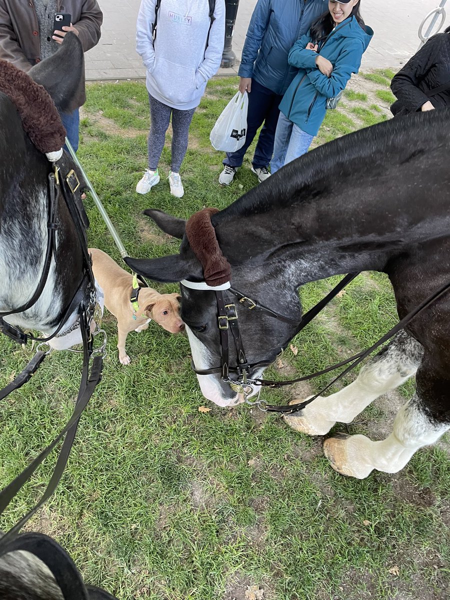 TPSMounted's tweet image. Our horses #PHSaunders #PHQueen hanging out in Berczy Park before their patrol -stopped to meet a few special community members including Odie #newfriends #odiethepuppy #policehorse #torontomounted