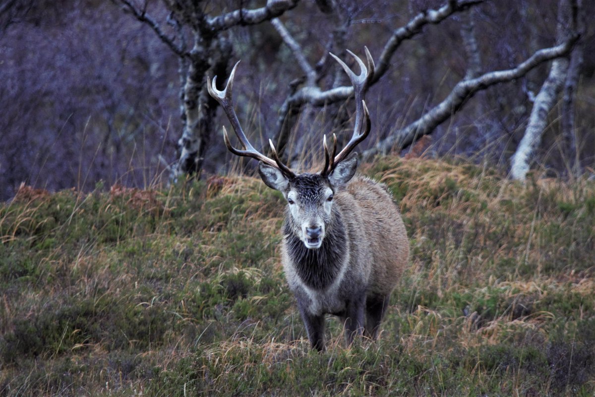 Autumn brings the annual rutting season. Majestic Highland stags will be locking antlers to win the hearts of does - quite the spectacle! Best viewed from a safe distance though, as with any wildlife you may encounter on the #NC500 #NorthCoast500 #Scotland #VisitScotland