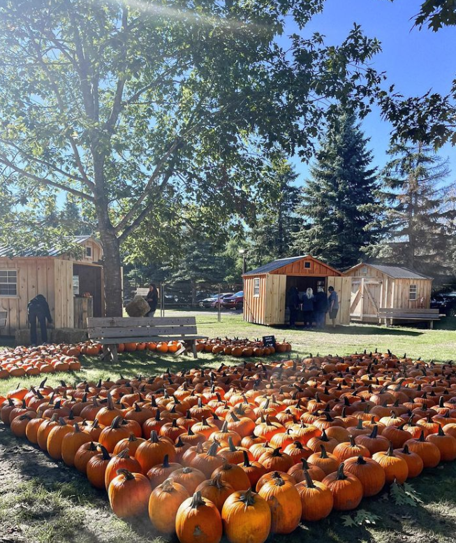 Canadian Travel & Tourism Roundtable (@timetotravelca) on Twitter photo For 31 AMAZING years #pumpkinseason at <a href="/saundersfarm/">Saunders Farm</a> has been a Canadian family tradition. With all your favorite fall activities from apple picking available during the day to #frightfest at night make sure not to miss out on all the fun before the end of this month! For 31 AMAZING years #pumpkinseason at <a href="/saundersfarm/">Saunders Farm</a> has been a Canadian family tradition. With all your favorite fall activities from apple picking available during the day to #frightfest at night make sure not to miss out on all the fun before the end of this month!