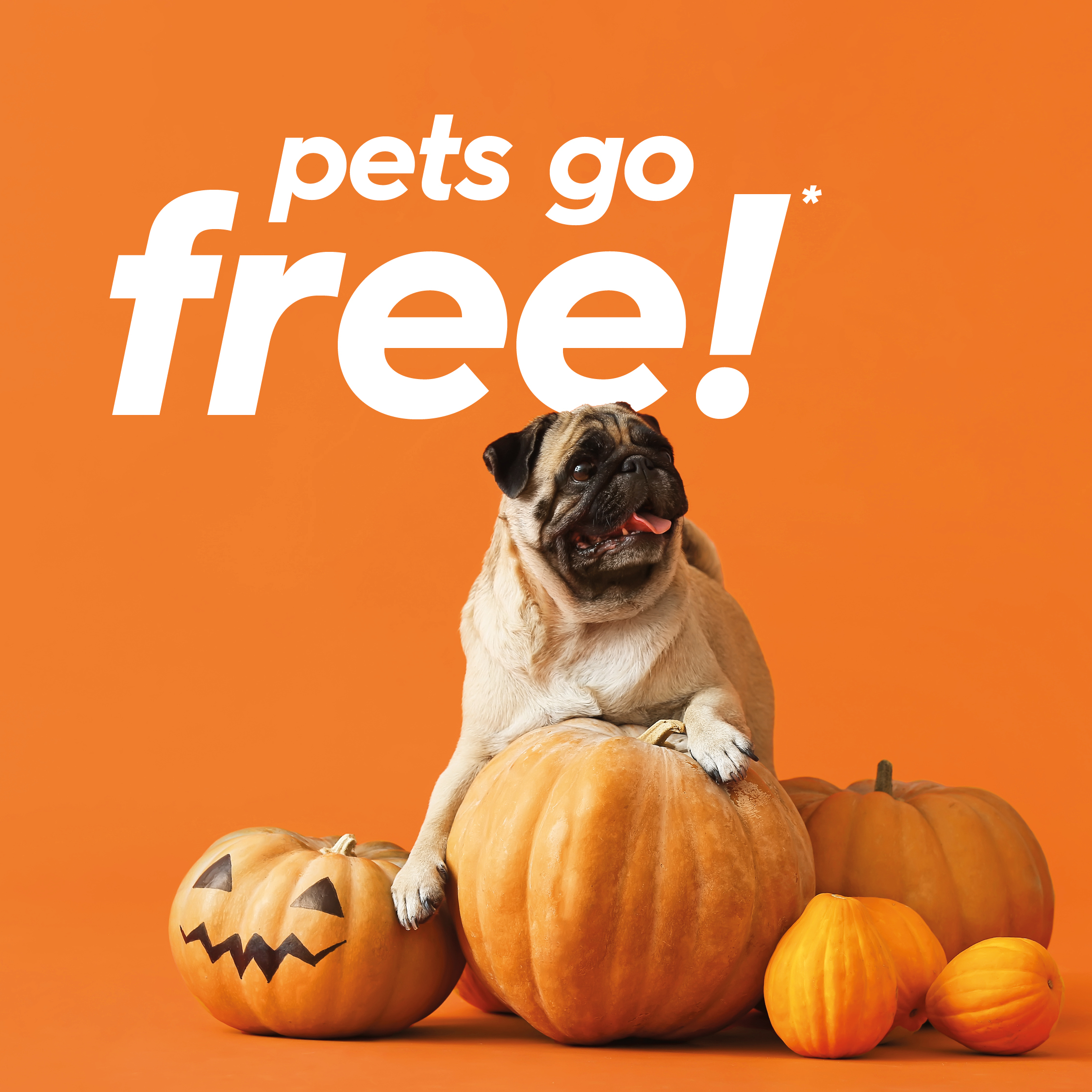 Beach Cove (BeachCovePark) / Twitter