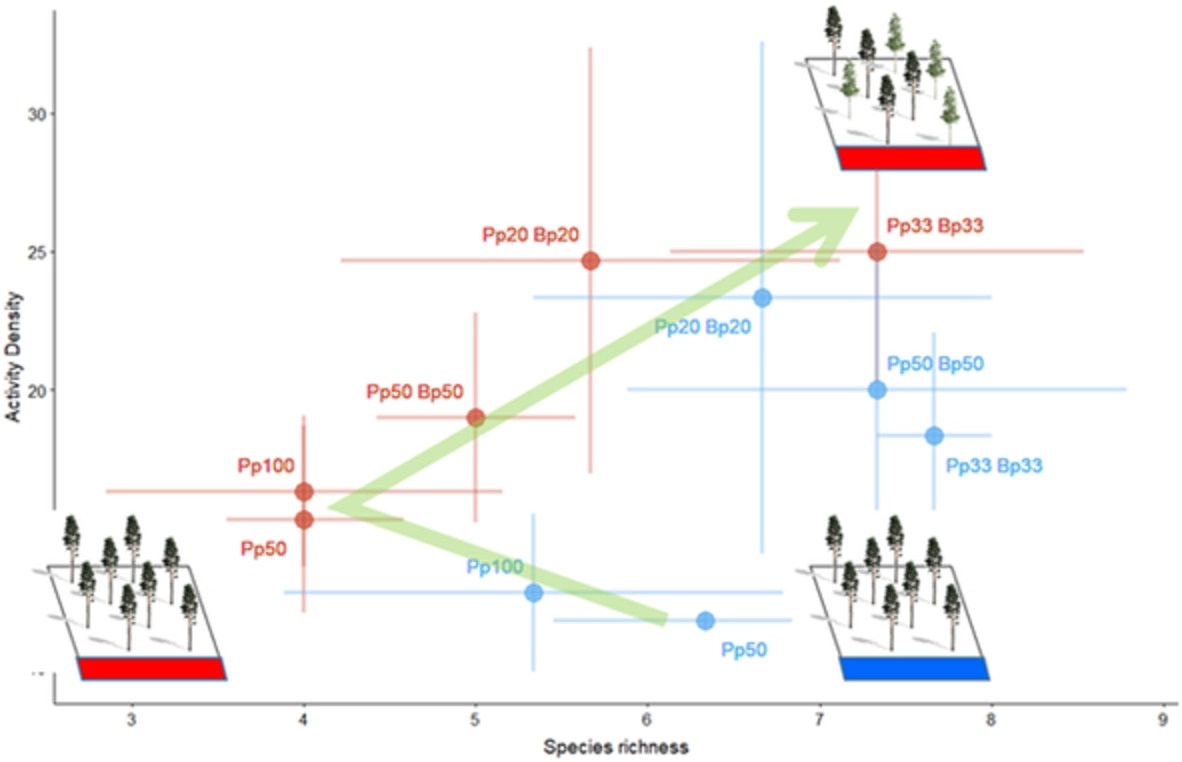 InsectDiversity's tweet photo. Restoring #tree #species mixtures #mitigates the adverse effects of #pine #monoculture and #drought on #forest #carabids
#OpenAccess
https://t.co/LF00fVXQRz
#biodiversity #functional #diversity #ground #beetles #mixed #forests #ORPHEE #plantations https://t.co/x0ym5KpZIV