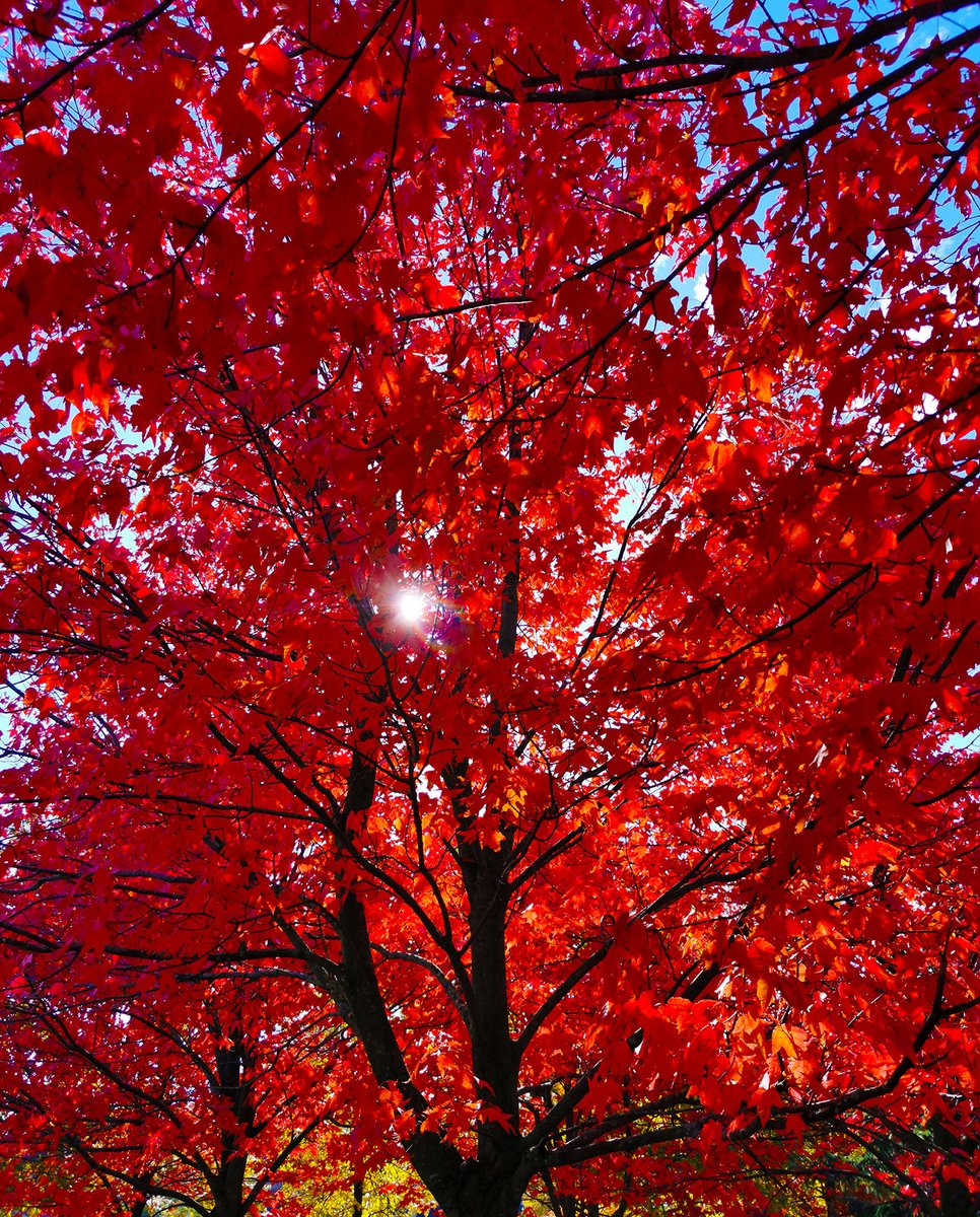 Sun through Red Maple leaves #autumn #forest #trees #leaves #nature #landscape #sun #sunny #forest #forestbathing #Canada #NaturePhotography #fallcolors #naturelovers #art #society6 #mostphotos #MuseBoost #rtArtBoost #ThePhotoHour @LensAreLive